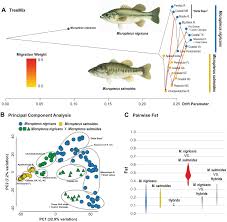 Image result for Micropterus
