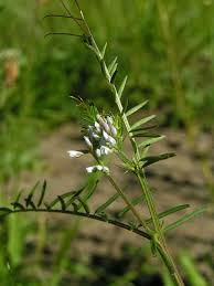 Attēlu rezultāti vaicājumam “Vicia hirsuta flower”