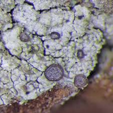 Attēlu rezultāti vaicājumam “Cliostomum corrugatum”