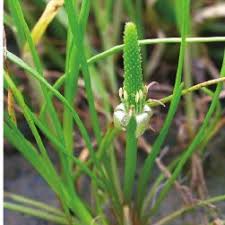 Attēlu rezultāti vaicājumam “Lathyrus palustris bud”