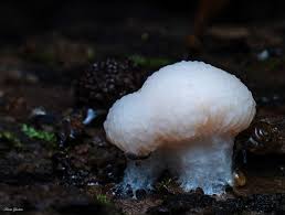 Attēlu rezultāti vaicājumam “Tubifera montana macro”