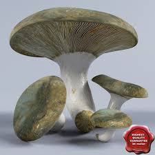 Attēlu rezultāti vaicājumam “Lactarius necator”