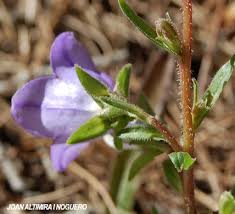 Image result for Campanula affinis
