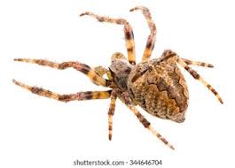 Attēlu rezultāti vaicājumam “Araneus angulatus”