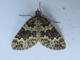 Attēlu rezultāti vaicājumam “Electrophaes corylata”