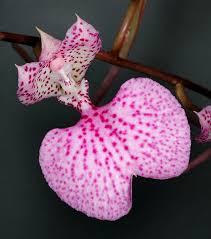 Attēlu rezultāti vaicājumam “Conardia compacta macro”