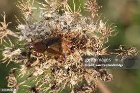 Attēlu rezultāti vaicājumam “Acanthosoma haemorrhoidale”
