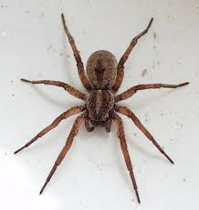 Image result for spider