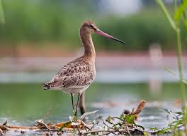 Attēlu rezultāti vaicājumam “Licea pusilla”