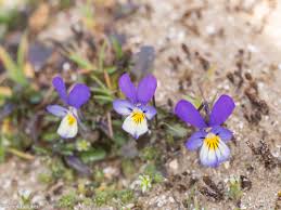 Attēlu rezultāti vaicājumam “Viola tricolor subsp. curtisii bud”