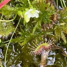 Attēlu rezultāti vaicājumam “Drosera rotundifolia leaf”
