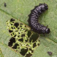 Attēlu rezultāti vaicājumam “Agelastica alni larva”