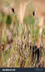 Attēlu rezultāti vaicājumam “Schoenus ferrugineus”