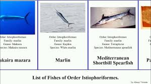 Image result for Makaira mazara