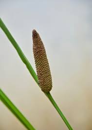 Attēlu rezultāti vaicājumam “Acorus calamus fruit”