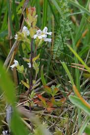 Image result for Euphrasia stricta