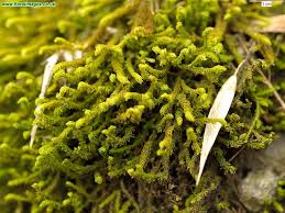 Attēlu rezultāti vaicājumam “Anomodon”