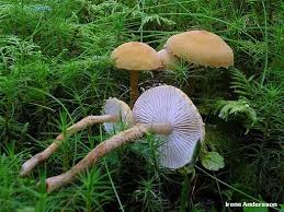 Attēlu rezultāti vaicājumam “Cystoderma amianthinum”