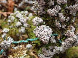 Attēlu rezultāti vaicājumam “Fuligo gyrosa spores”