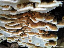 Attēlu rezultāti vaicājumam “Antrodia serialis”