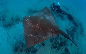 Image result for Megatrygon microps