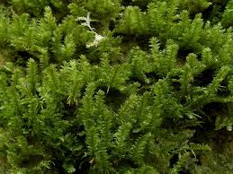 Attēlu rezultāti vaicājumam “Neckera pennata”