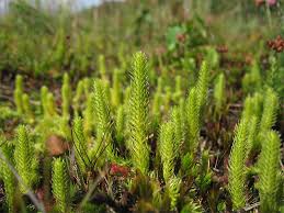 Attēlu rezultāti vaicājumam “Lycopodiella inundata”