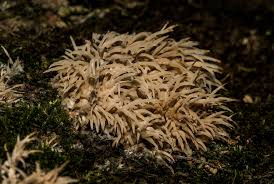 Attēlu rezultāti vaicājumam “Basidioradulum radula”