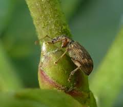 Attēlu rezultāti vaicājumam “Polydrusus tereticollis”