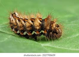 Attēlu rezultāti vaicājumam “Acronicta rumicis”