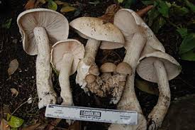 Image result for macrocybe titans