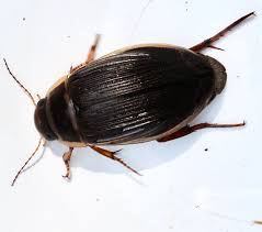 Attēlu rezultāti vaicājumam “Colymbetes striatus”