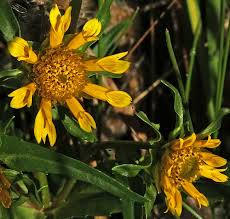 Attēlu rezultāti vaicājumam “Bidens cernua”