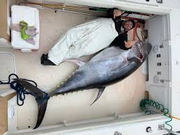 Image result for giant tuna