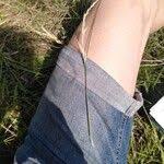 Attēlu rezultāti vaicājumam “Poa angustifolia fruit”