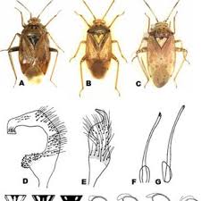 Attēlu rezultāti vaicājumam “Lygus pratensis imago”