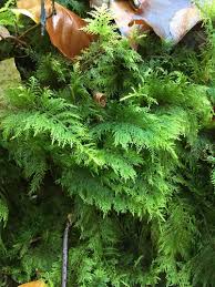 Attēlu rezultāti vaicājumam “Thuidium assimile”