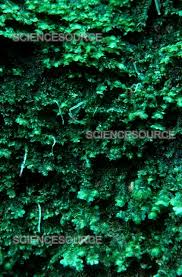 Attēlu rezultāti vaicājumam “Diplophyllum albicans”