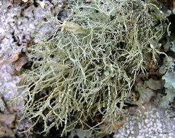 Attēlu rezultāti vaicājumam “Ramalina farinacea”