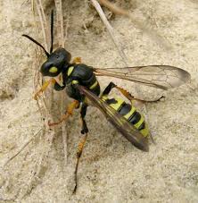 Attēlu rezultāti vaicājumam “Arenaria procera”