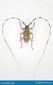 Attēlu rezultāti vaicājumam “Acanthocinus aedilis”