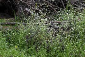 Attēlu rezultāti vaicājumam “Galium palustre leaf”