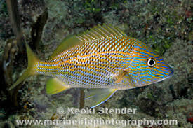 Image result for Haemulon plumierii