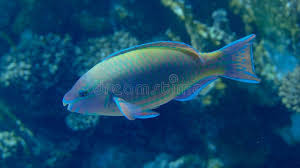 Image result for Scarus psittacus