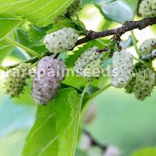 Attēlu rezultāti vaicājumam “Morus alba”