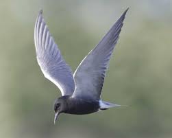 Attēlu rezultāti vaicājumam “Chlidonias niger eggs”