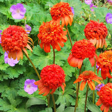 Image result for Echinacea Lustre hybrids