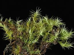 Attēlu rezultāti vaicājumam “Drepanocladus aduncus var. polycarpon”