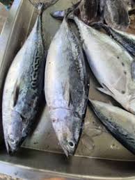 Image result for Euthynnus alletteratus