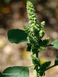 Attēlu rezultāti vaicājumam “Amaranthus retroflexus”
